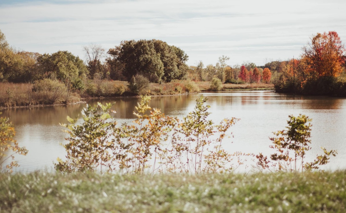 Lake and trees